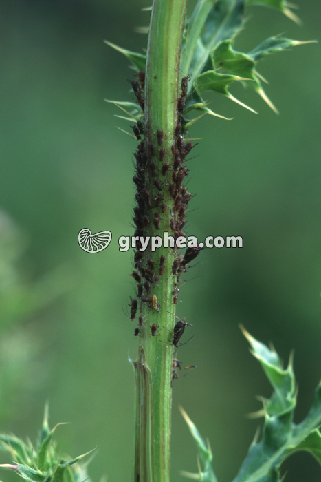 Pucerons sur tige de chardon - gryphea.com